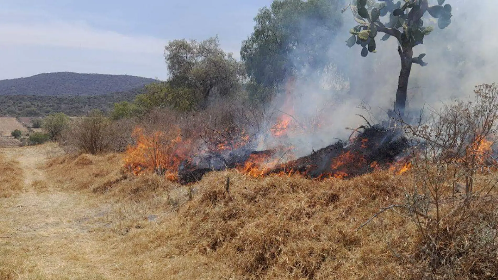 WEB INCENDIOS FORESTALES